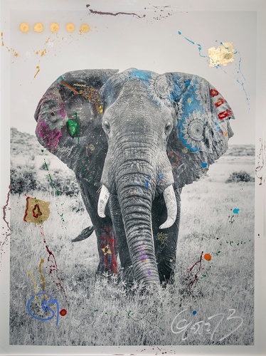 Tembo 10 (153cm)