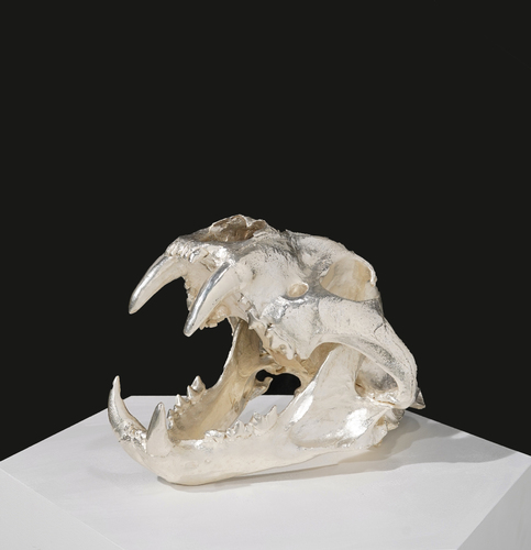 Male Bengal Tiger Skull - Silver
