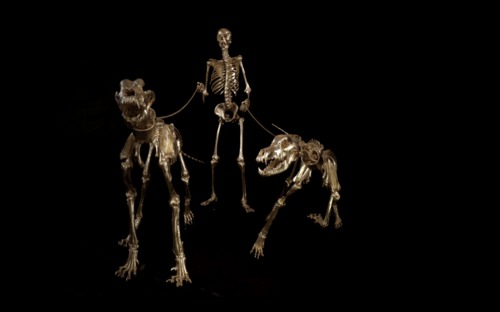 The hunter Human, great Dane and other large Dog skeletons