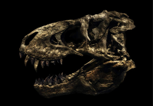 Tyrannosaurus Rex - Tristan
