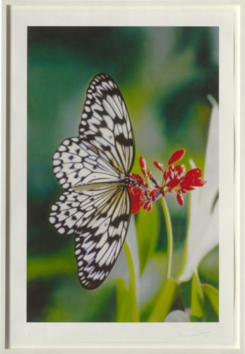 Paper kite butterfly on oleander