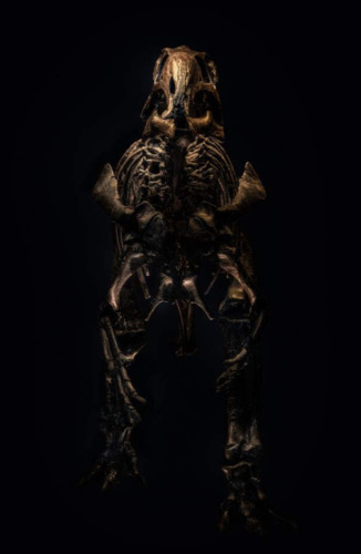 Mantellisaurus